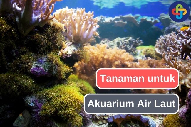 Lengkapi Akuarium Air Lautmu Dengan10 Tanaman Ini